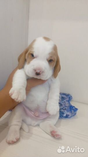 Щенки бигль