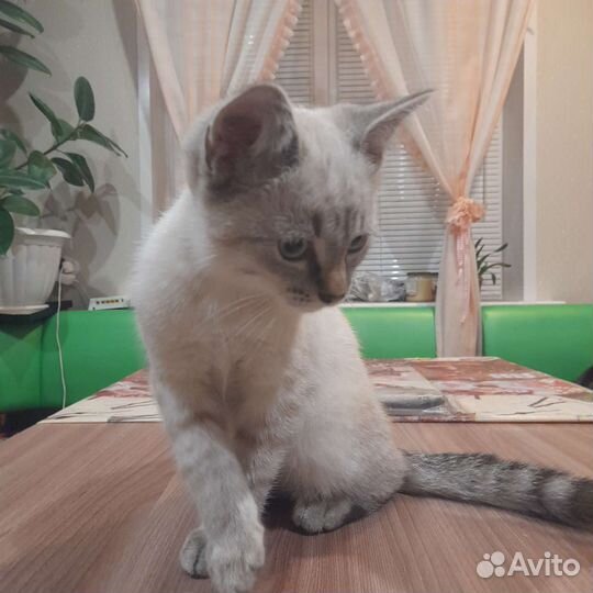 Котик ловит мышек, птичек