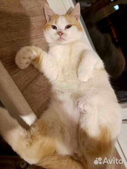 Солнечный котик