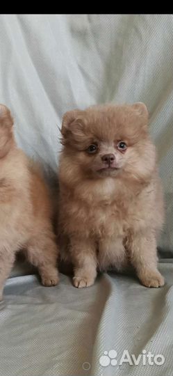 Пом детишки, мохнатые мишки