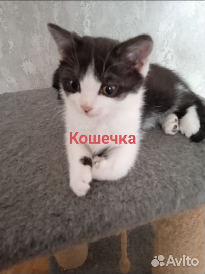 Отдам в добрые руки