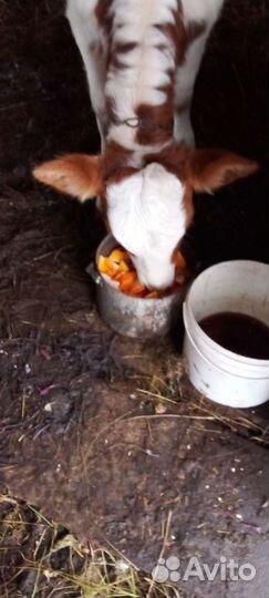 Телка 4 месяца