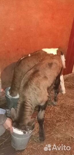 Бычек новорождённый и тёлочка 18 дней