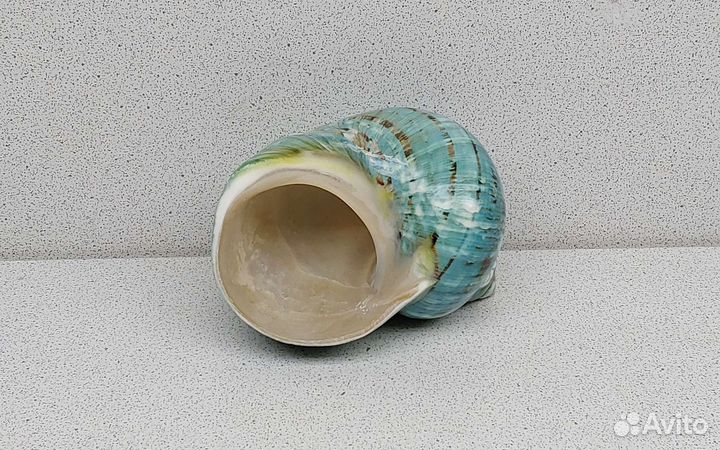 Турбо Бургис 9,4 морская ракушка раковина