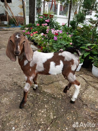 Англо нубийские козы и козлята