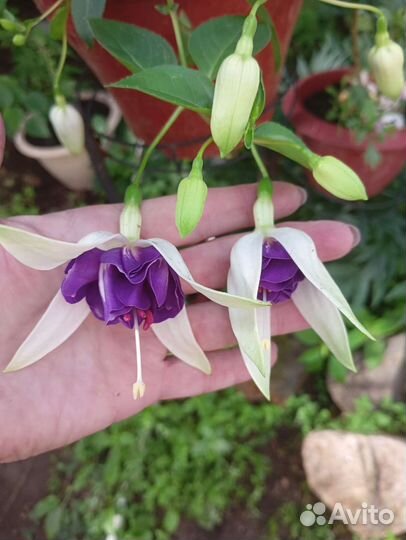 Фуксии сортовые