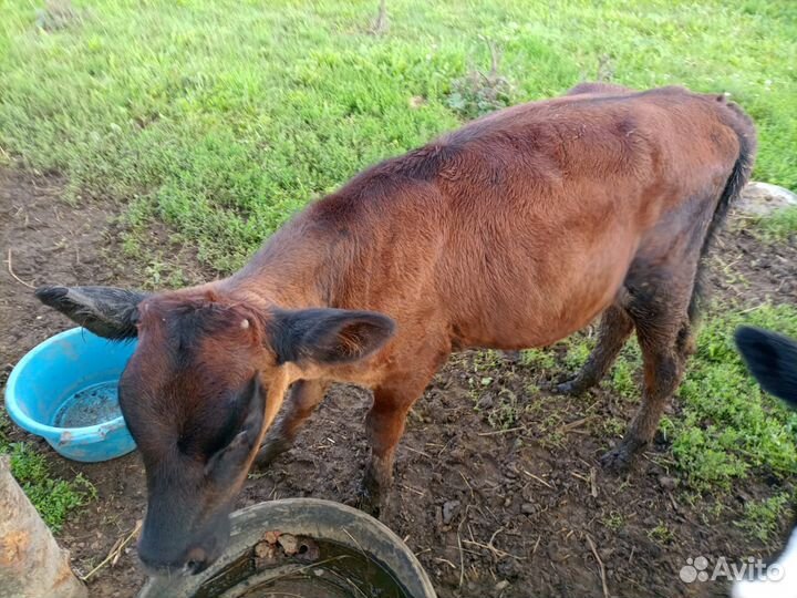 Телочка 3.5 месяца