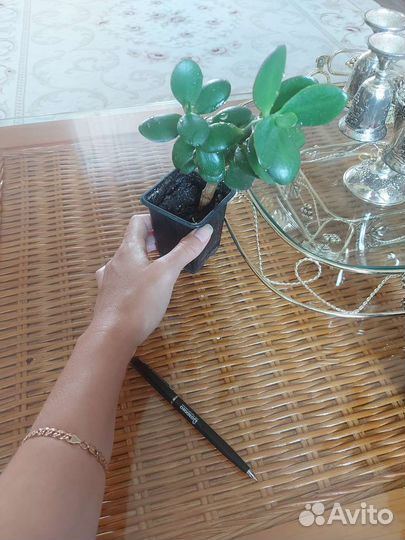 Толстянка денежное дерево