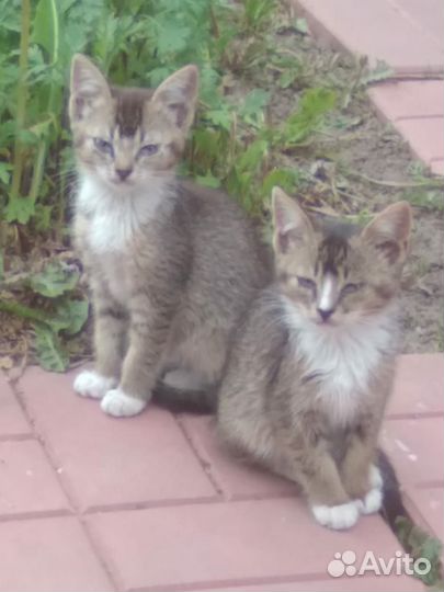 Кошка в дар бесплатно