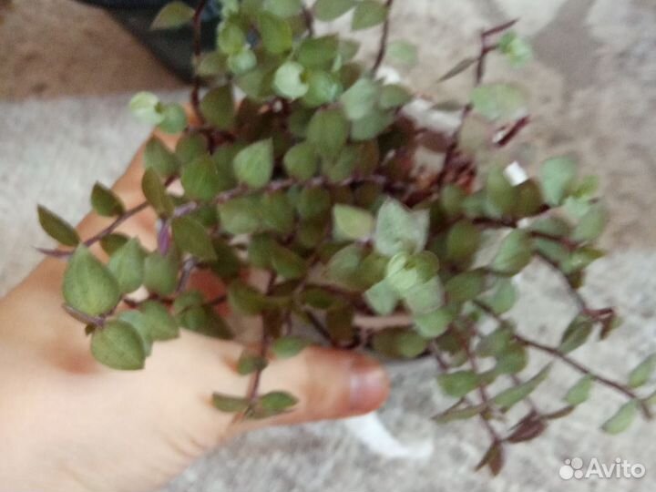 Коллизия, растение, цветок