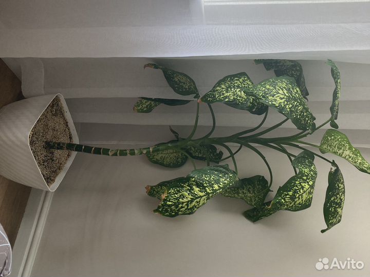 Диффенбахия