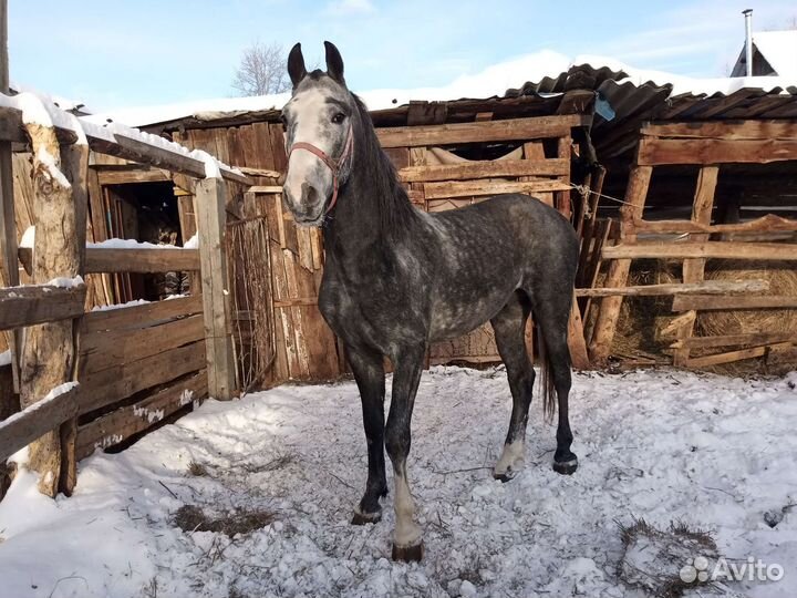 Продам Жеребца в холке 170см