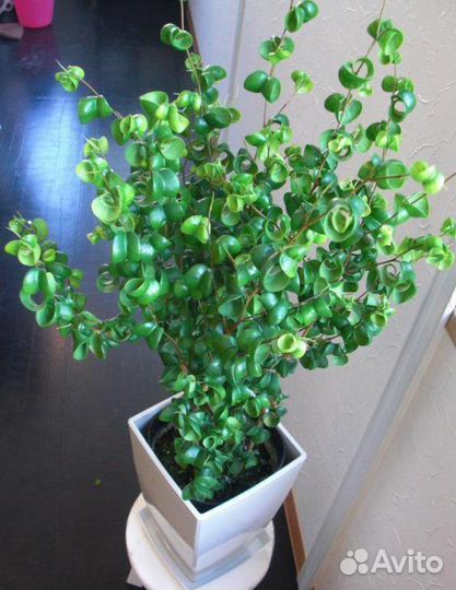 Фикус Барок