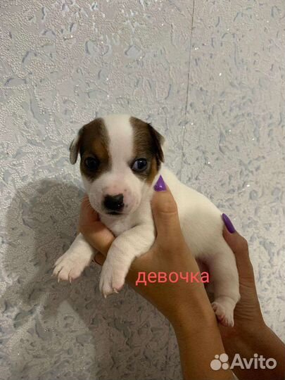 Щенки Джек рассел терьера