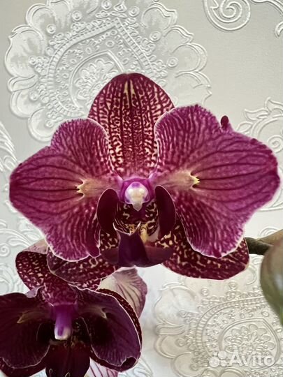 Орхидея фаленопсис кимоно бабочка