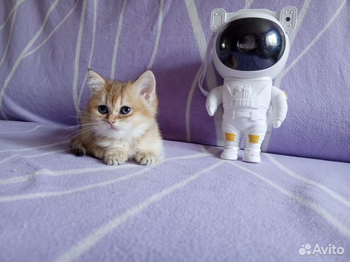 Золотые котятата