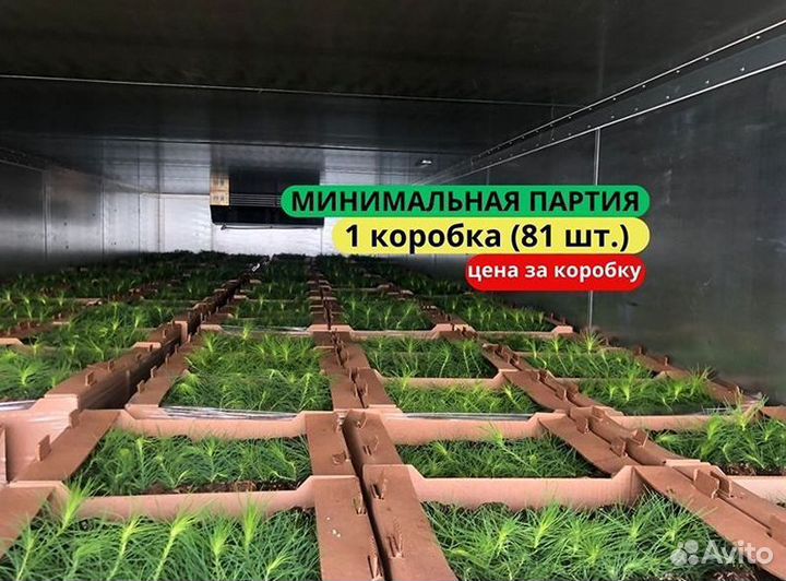 Саженцы сосны обыкновенной зкс в розницу