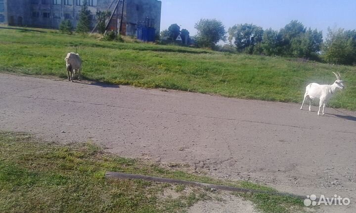Высокоудойная коза
