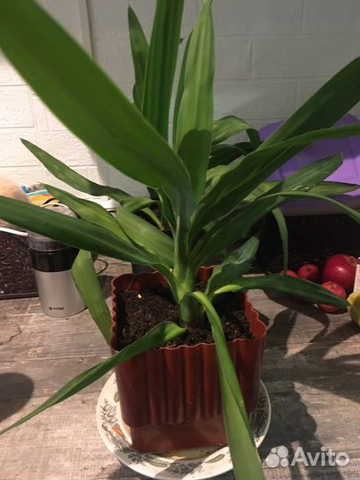 Комнатные цветы