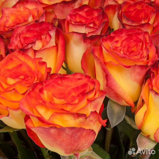 Букет из 35 роз Рыжик