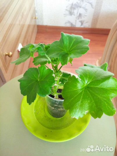 Герань пеларгония