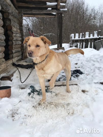 Собака в добрые руки