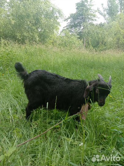 Козлята,козы