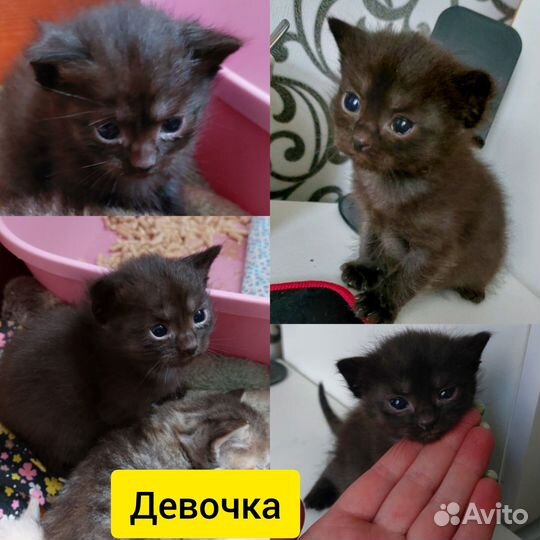 Котята в добрые руки