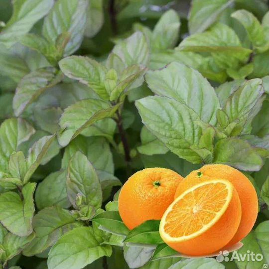 Многолетники