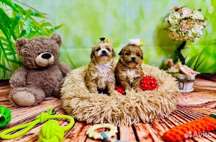 Мальтипу микро и мини ф1