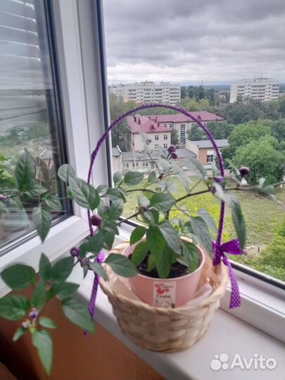 Рео и другие комнатные растения