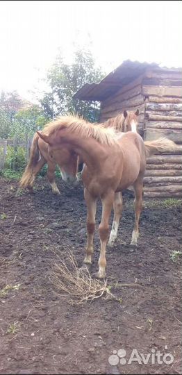 Продам кобылу с жеребёнком