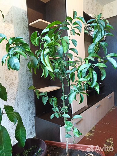 Мандариновое дерево