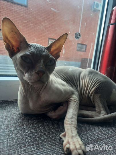 Донской сфинкс вязка