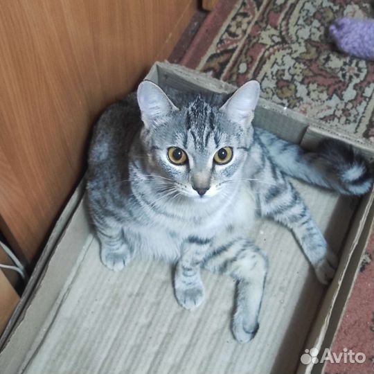 Кошка бесплатно