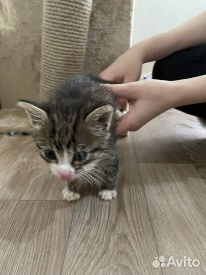 Кошка в дар