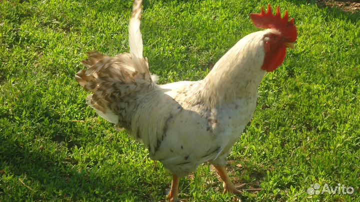 Цыплята породистой несушки