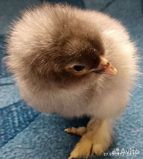 Цыплята, Миксы, Брама