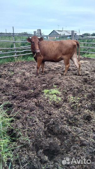 8 голов малодняка