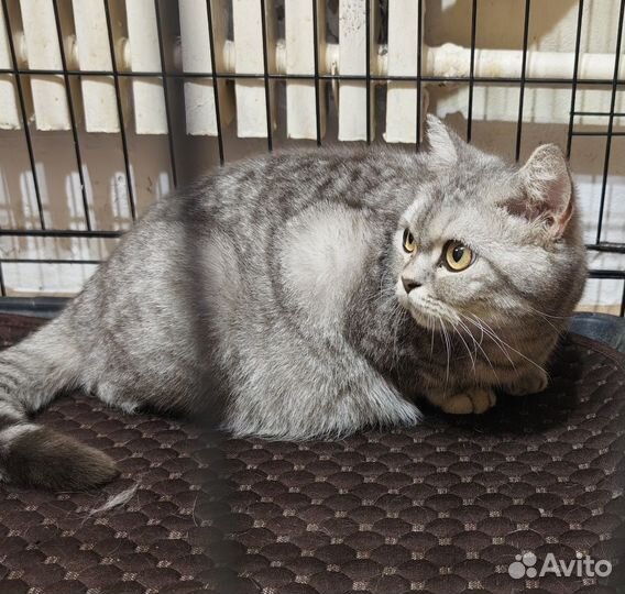 Шотландская кошка