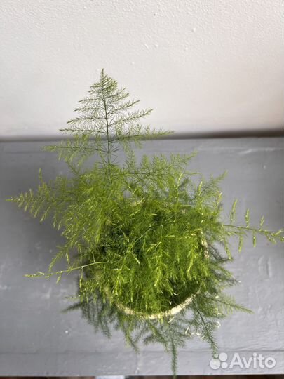 Аспарагус комнатный (спаржа)