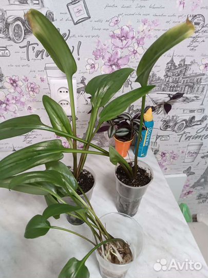 Дримиопсис