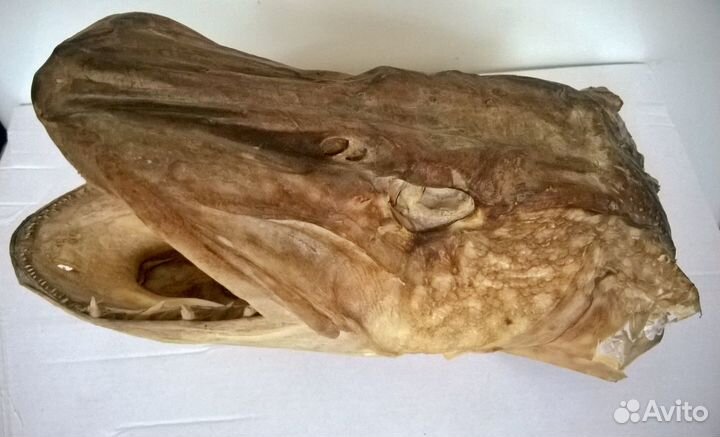 Чучело рыбы