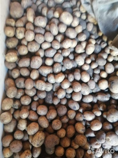 Продам картофель с доставкой