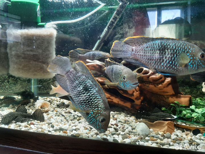 Рыба Акара Бирюзовая