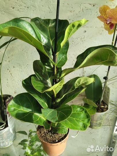 Фикус лирата бамбино