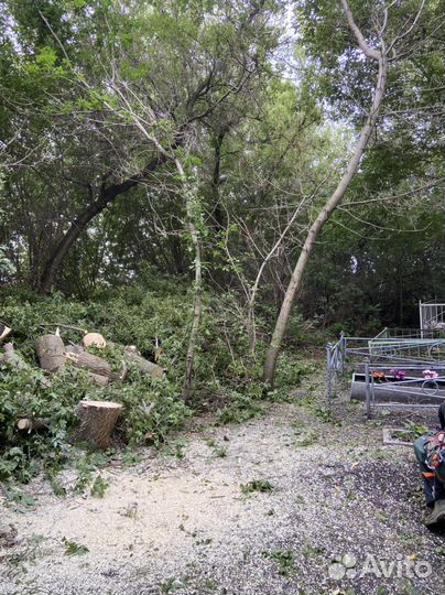 Спил деревьев