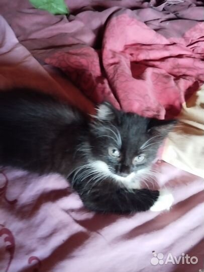 Кошка в дар бесплатно