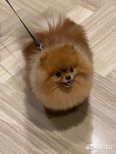 Выгул собак