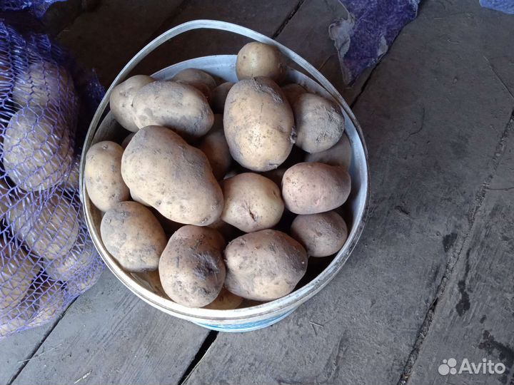 Картофель